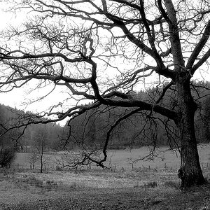 Der alte Baum im Tal...