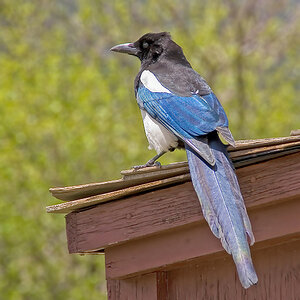 Blue Jay