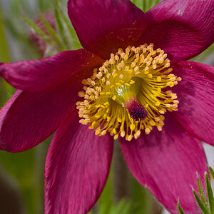 Frühlingsblume