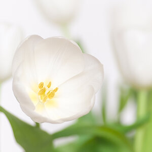 Tulpe in weiß