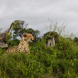 Gepard im Okavangodelta