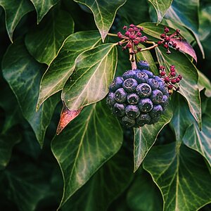 Hedera Helix