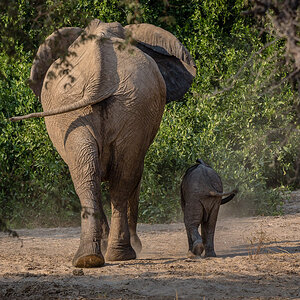 Elefanten Mutter mit Kleinkind
