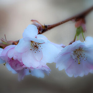 Zarte Frühlingsblüten....