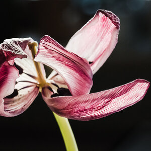 Tulpenfieber