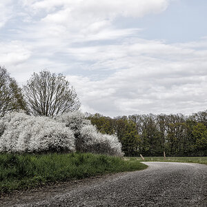 Weißdorn, Schlehdorn