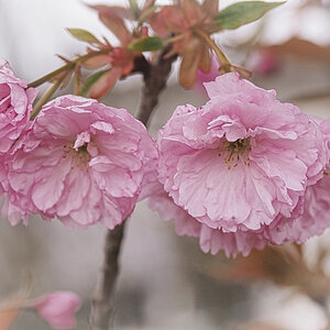 Japanische Kirschblüte