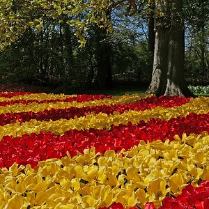 Tulpenfülle.jpg