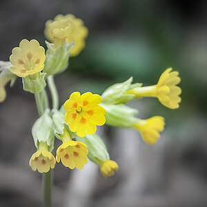 Schlüssel-Blümchen