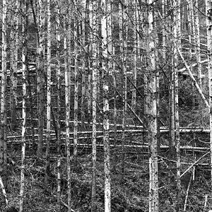 Waldsterben im Westerwald