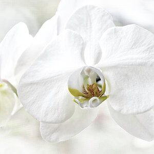 Eine weiße Orchidee