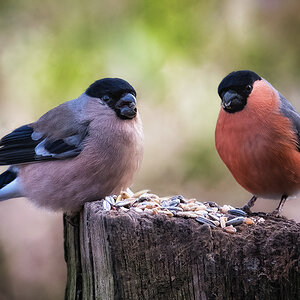 Dinner for two