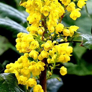 Blüten in gelb