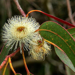 Eucalyptusblüte
