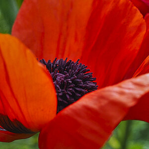 Mohn