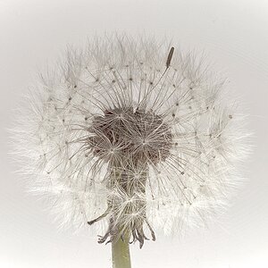 Pusteblume