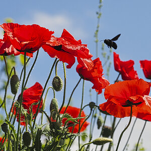 Klatschmohn