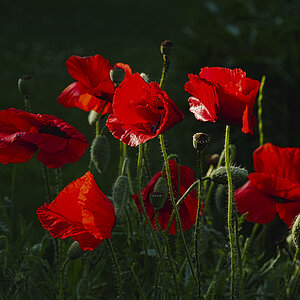 roter Mohn