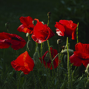 roter Mohn 2