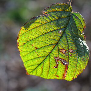 Das Blatt