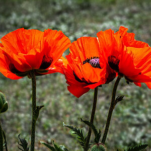 Türkenmohn...