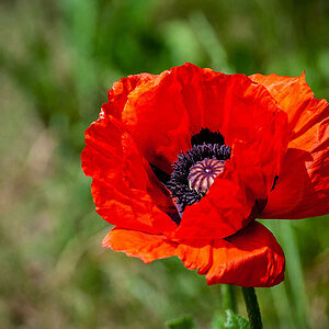 Mohn