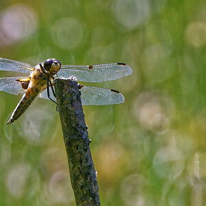 Vierfleck Libelle.jpg