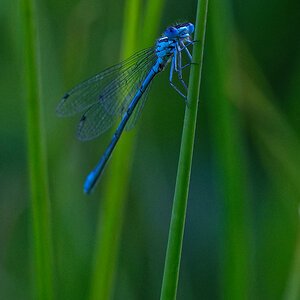 Blaue Libelle