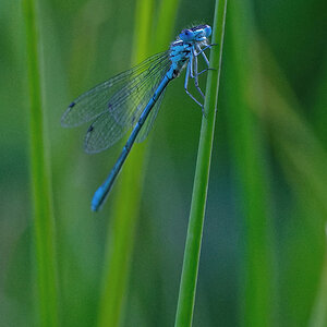 Blaue Libelle 2.0.jpg