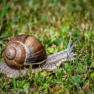 Weinbergschnecke