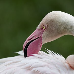 Der rosa Flamingo