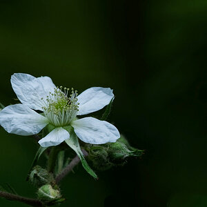 Brombeere Korrektur