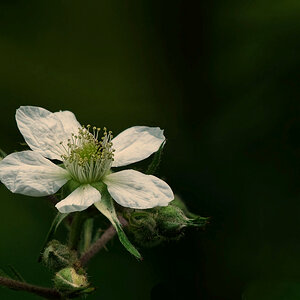 Brombeere Korrektur die2.