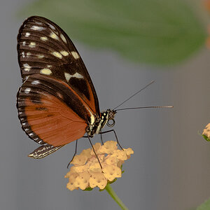 Schmetterling