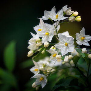 Sommerjasmin