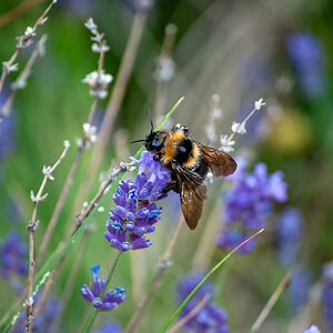 Hummel,... Hummel,...