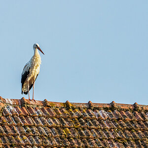 Abendbesuch2.