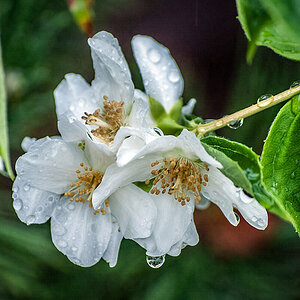 Nach dem Regen...