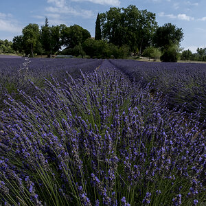 Lavendel in der Provence