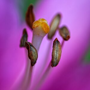 Lilienblüte Fruchtstand