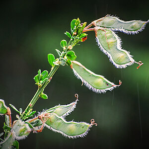 Ginster im Regen