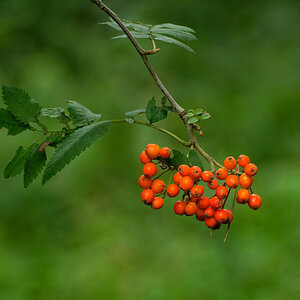 Rote Beeren