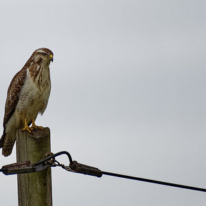 Mäusebussard