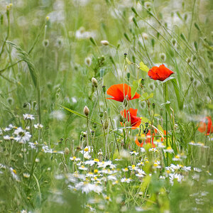 Klatschmohn