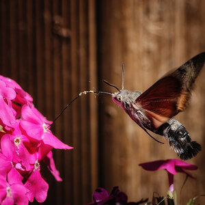 Phlox-Lover