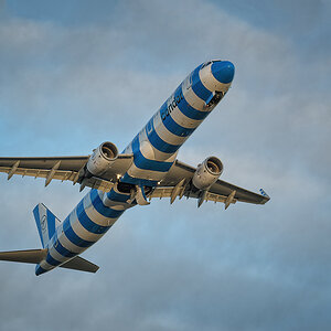 Der Flug des Zebras