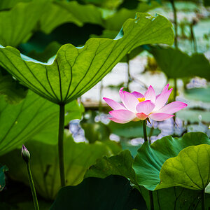 Lotusblume.jpg