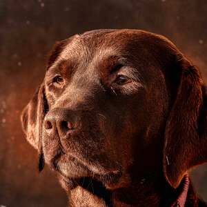 Lotte (Portrait)
