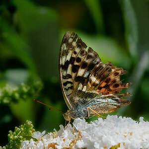 hk_schmetterling_2.jpg