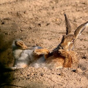 Feldhase beim "Sandbad"